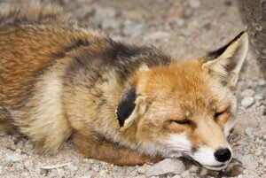 Sleeping fox:  Sleeping would seem to be a maladaptive behavior for survival, yet it serves vital functions.