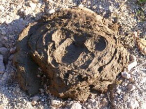 Three thousand year old dung was found in the copper mines showing how ancient these sites are. They are from the time of King Solomon.