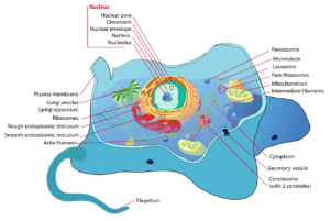 Eukaryote cell is a much more complicated and sophisticated cell architecture compared to Prokaryote cells.
