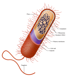 The prokaryote cell is the simplest cell architecture having no nucleus and much less sophisticated metabolic pathways compared to the eukaryote cell.
