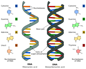RNA and DNA are very similar in structure although they perform different functions in the cell.