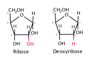 Ribose is crucial for the production of RNA.