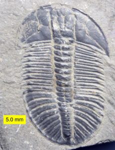 Trilobites are a new form of life which came into being during the Cambrian Explosion with no precursors or intermediates known.