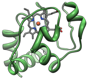 The origin of life proteins is exemplified by three dimentional structure of cytochrome c.