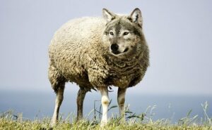 Some liberal churches are led by wolves in sheep's clothing who try to tell their congregation the Bible is not reliable and the Resurrection never occurred.