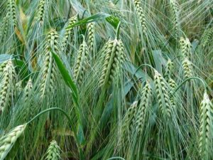The Feast of First Fruits takes place in spring with barley - a rapid growing grain that matures around the time of Passover.