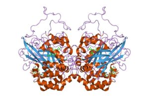 Catalase is a medium length enzyme that is folded to present an active site.