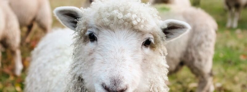 A one year old male lamb was sacrificed for every family during Passover as an image of the coming Messiah who would become the Lamb of God.