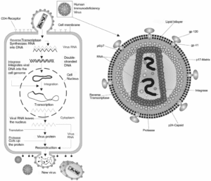 This is a schematic of the HIV RNA virus (virus responsible for AIDS)