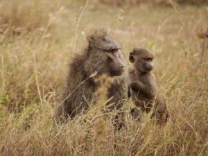 Baboons have a social culture including self-sacrificial behavior.